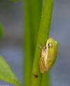 Green Treefrog image